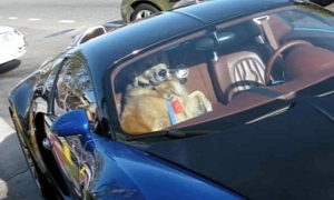 Dog Gets Ride in Bugatti Veyron