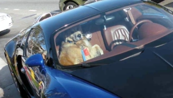 Dog Gets Ride in Bugatti Veyron - autoevolution