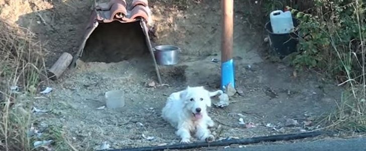 Loyal dog has been living at accident site where his human died 18 months ago