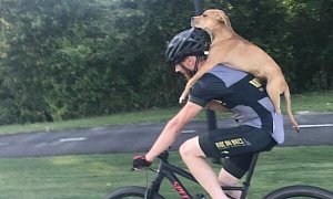 Dog Hit by Car Gets Ride on the Back of Biker, New Loving Home