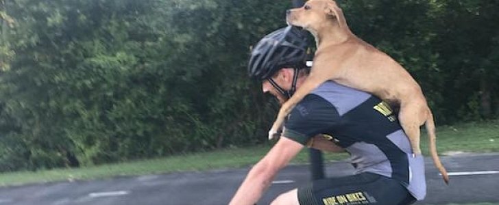 Injured dog after hit and run hitches a ride on biker's back, finds forever home