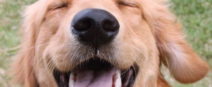 Golden retriever hit by Lamborghini costs his human $6,600 in compensation to the driver