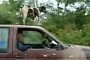 Dog Rides on The Roof of Nissan Truck in Thailand, is Totally Chill
