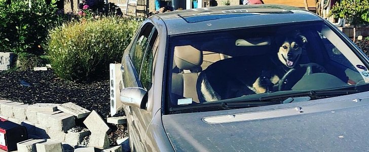 Doggo takes humans' Benz for a short and eventful joyride