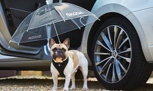 Dog Umbrella Now Available for Skoda Superb in Exchange for Your Dignity