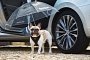 Dog Umbrella Now Available for Skoda Superb in Exchange for Your Dignity
