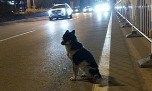 Dog Waits 80 Days For Owner Killed in a Crash