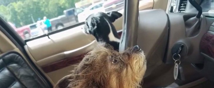 The dogs that drove a car into a Walmart
