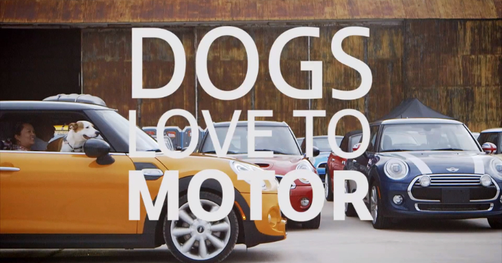dogs love to motor