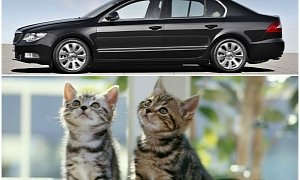 Driver Discovers Two Kittens Under the Hood of His Car