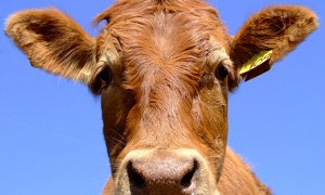 Drivers Kill Pregnant Cow on NC Interstate
