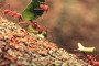 Driving Lessons from Leafcutter Ants