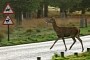 Driving Through or Near a Forest These Next Two Months? Watch Out for Deer
