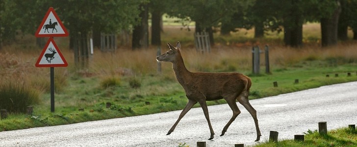 Deer crossing the road next to signs that warn of animals crossing the road
