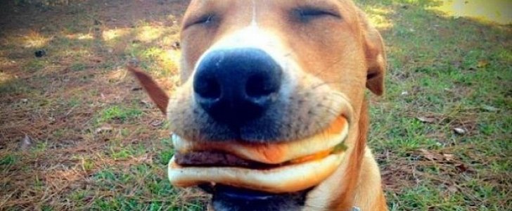 Sandwich-eating dog gets his human arrested in Michigan