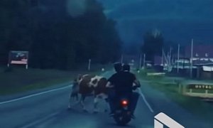 Drunk Idiots on Moped Crash into a Cow in Russia