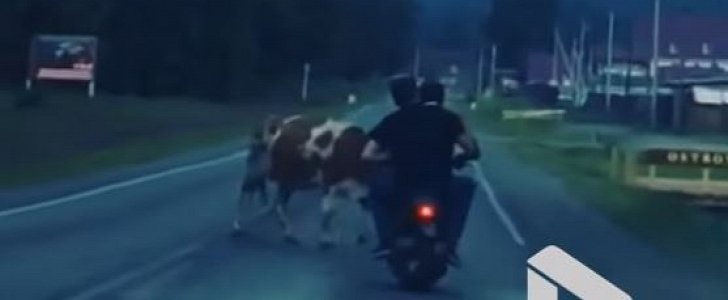 2 men on a scooter crash into a cow in Russia