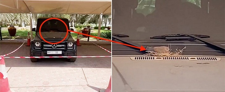 Dubai Prince finds pigeon's nest on his G 63, lets it stay for as long as it likes