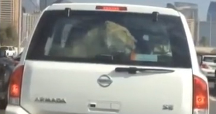 Dubai: Watch a Lion Enjoy a Shotgun Ride in a Nissan
