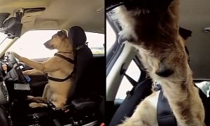 DUI Is Bad Enough, Letting Your Dog Drive Is Even Worse