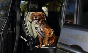 Easy-Going Tips for a Smooth Ride with Your Pet