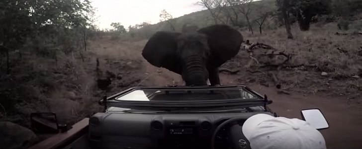 Elephant Attacks Toyota Land Cruiser During Safari