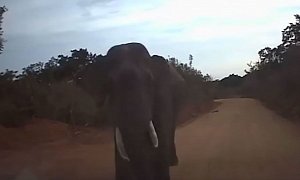 Elephant Smashes Car, Chases After it in Sri Lanka