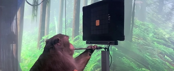 Monkey playing MindPong through Neuralink