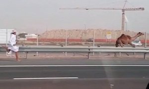 Escaped Camel Running Down the Motorway Seems Normal in Abu Dhabi