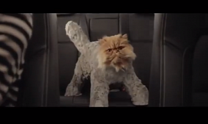 Even Cats Are Addicted to the New Toyota Corolla