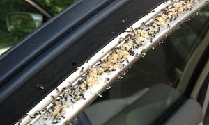 Family Returns From 3-Day Vacation to Find Car at Airport Crawling With Ants