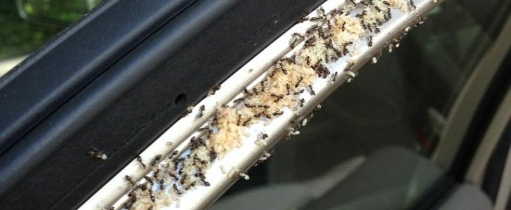 Family finds colony of ants inside car parked at N.C. airport parking lot