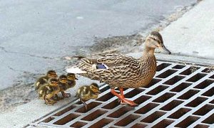Father and Daughter Killed as Driver Stops to Let Ducks Family Pass