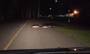 Father and Son Wait in the Car as Gator Drags Bloody Carcass Across Road