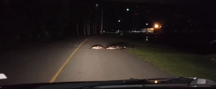 9-foot alligator stops traffic in South Carolina