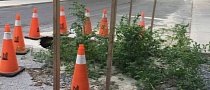 Fed-Up Toronto Residents Turn Large Pothole Into Tomato Garden