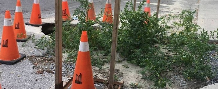 Toronto pothole turned into an actual tomato garden by a prankster