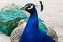Feral Peacocks Are Attacking Luxury Cars in Canada, Causing Serious Damage