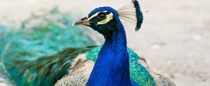 Feral peacocks are wrecking cars in Canada
