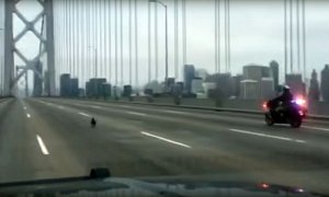 Fido the Chihuahua Leads the Police on a Chase Across the Bay Bridge in SF