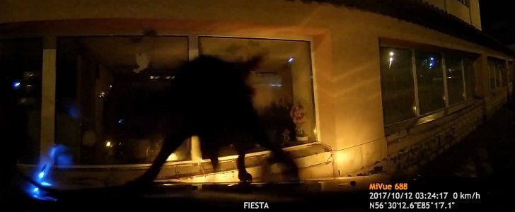 Ford Fiesta dog attack