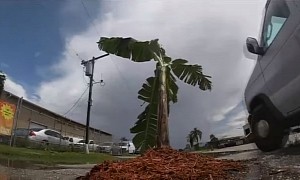 Banana Tree Becomes Unlikely Pothole Warning Sign in Florida