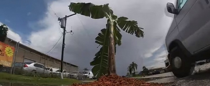 Banana tree in pothole on Honda Driver in Ford Myers, Florida