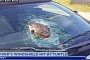 Flying Turtle Crashes Into Car, Causes $2K in Damages