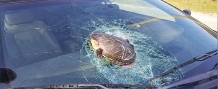 Turtle is kicked off the ground and sent into speeding car, causing $2,000 in damages