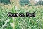 Food vs Fuel: Myth Busted