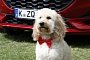 Ford Celebrates International Dog Day With Help From Puma’s MegaBox