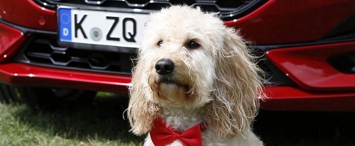 Ford Puma's MegaBox used to pamper Oscar on International Dog Day
