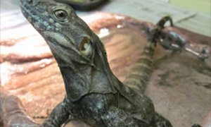 Ford Find of the Way: Yucatan Iguana