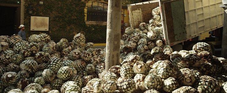 Ford and Jose Cuervo team up to make car parts from agave plant